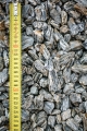 11-32mm.2.jpg