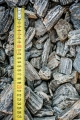 32-63mm.2.jpg