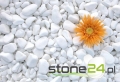 asds z logo.jpg